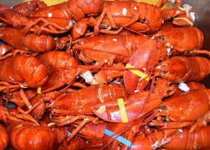 lobsters in pot 